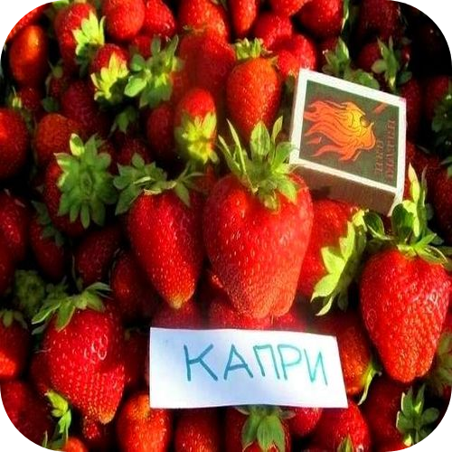 Рассада Клубники "Капри" > фото, описание