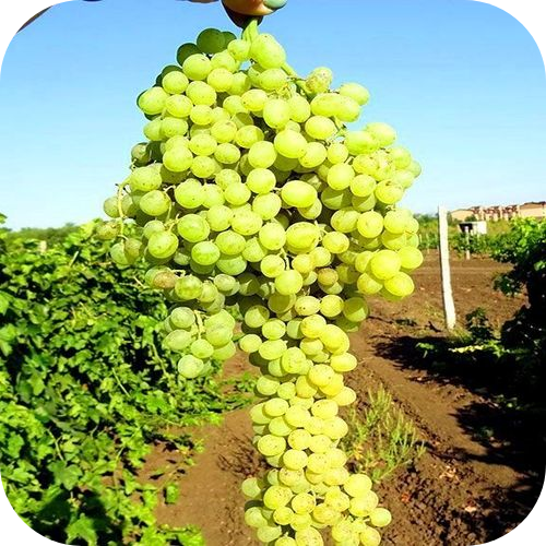 Саженцы Винограда кишмиш "белый" > описание сорта