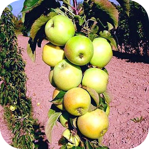 Яблоня колоновидная "Гирлянда" 