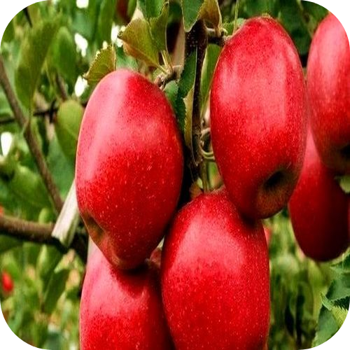 Яблоня "Салют" 